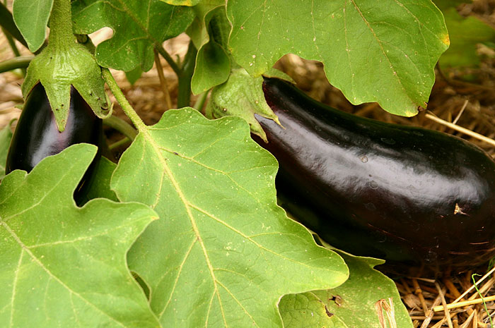 eggplant