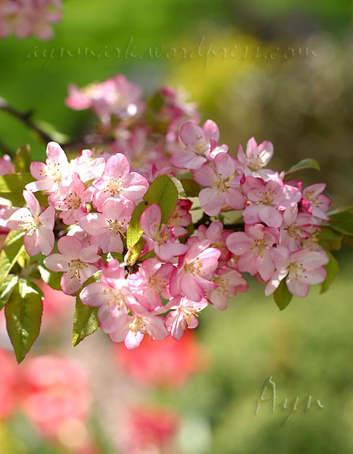 AppleBlossoms