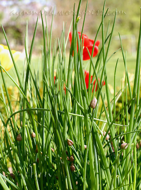 Chives and Tulips